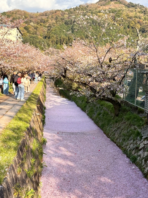 浪漫櫻花溪
