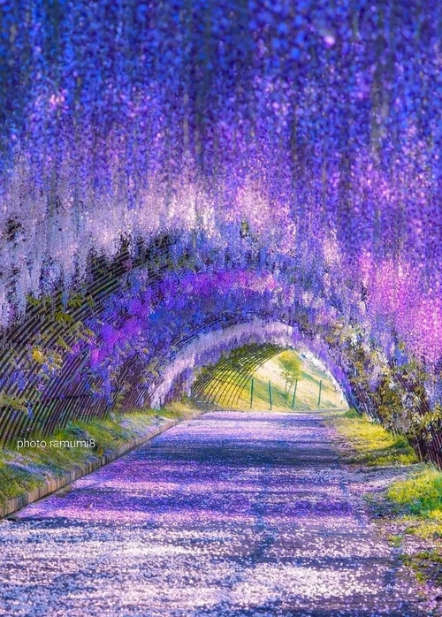 美麗紫藤園😄😄😄😄😄
