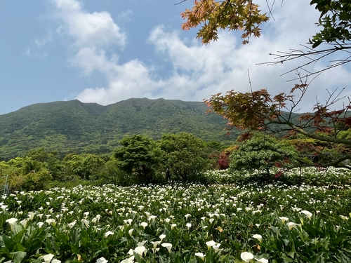 陽明山竹子湖海芋