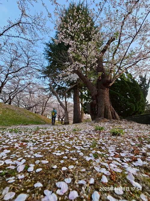 開成山公園美櫻
