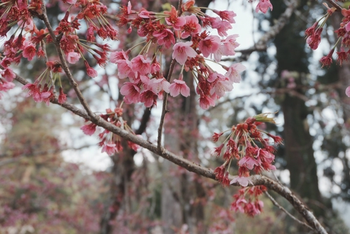 一場櫻花雨，把阿里山寫成了詩
