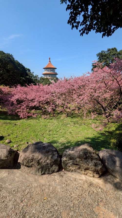 天元宮後山美櫻