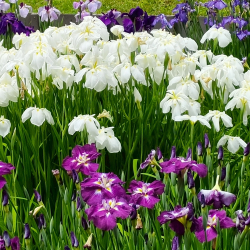 神宮内蒼蒲花園
