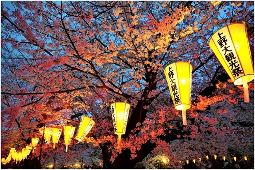 上野恩賜公園-櫻花大觀光祭