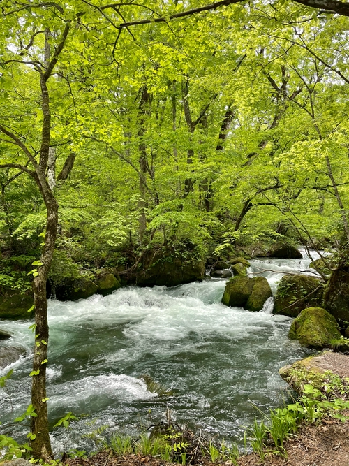 新緑の奥入瀬渓流
