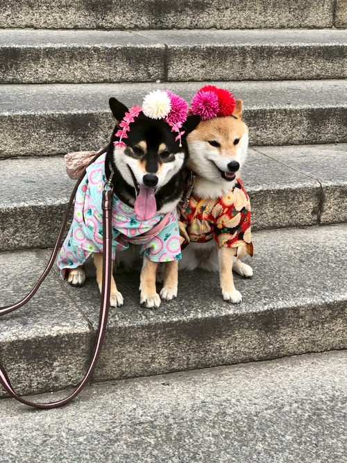 𠉴小無猜和服小柴