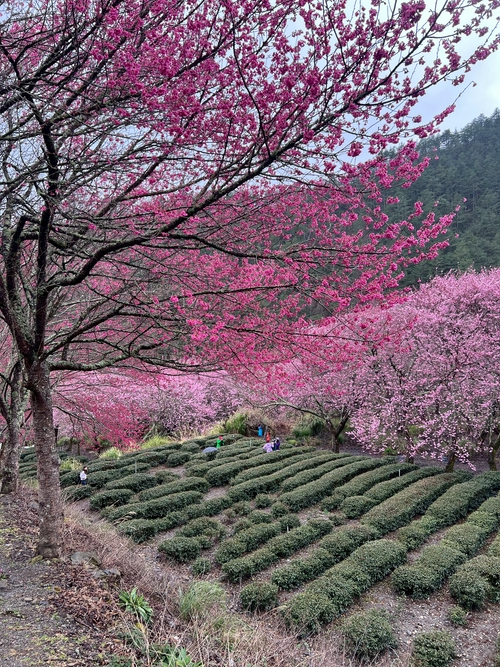 櫻之美
