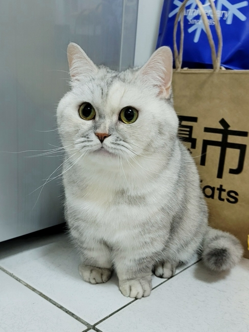 毛小孩打卡萌照