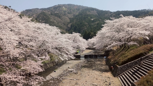 日本京都龜岡七谷川賞櫻祕境