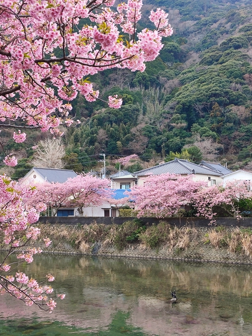 靜岡縣，河津櫻花