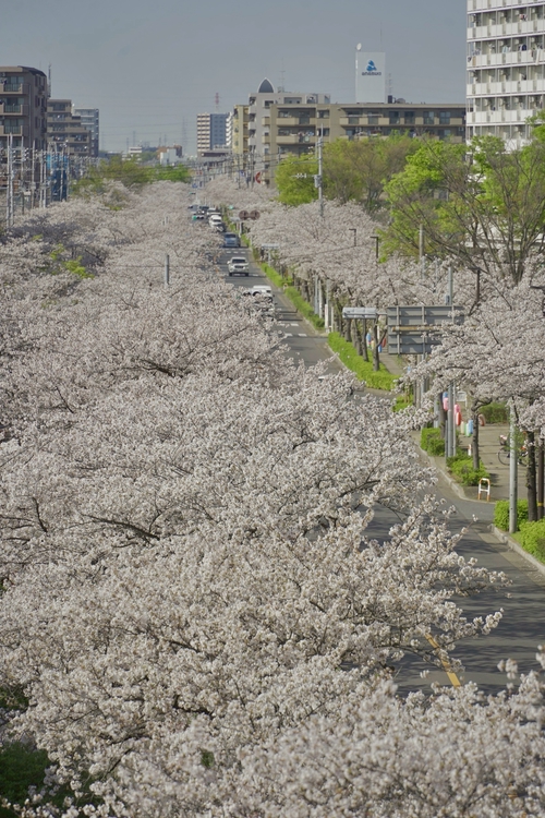 東京街道