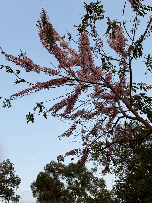 巴克禮的美麗櫻花