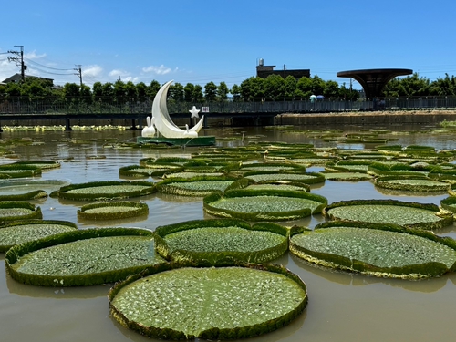 大王蓮花水上飄
