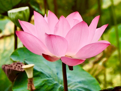 好花共賞