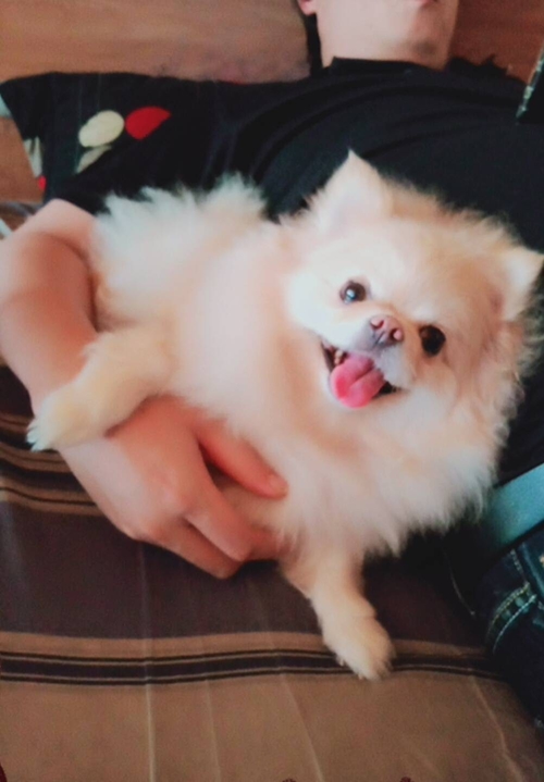 我想對我的寵物說，娃娃肥死了