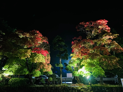 夜晚的層層楓色