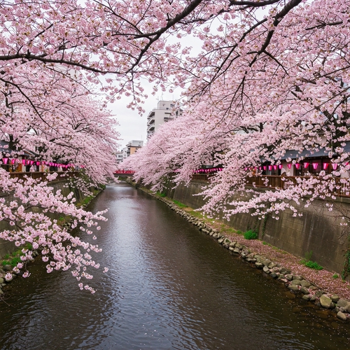白石川櫻