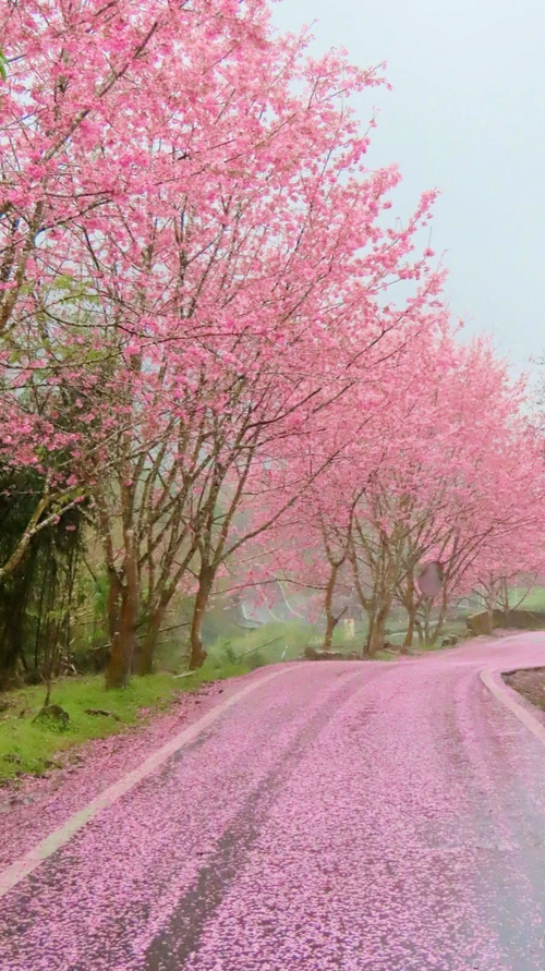 櫻花道路
