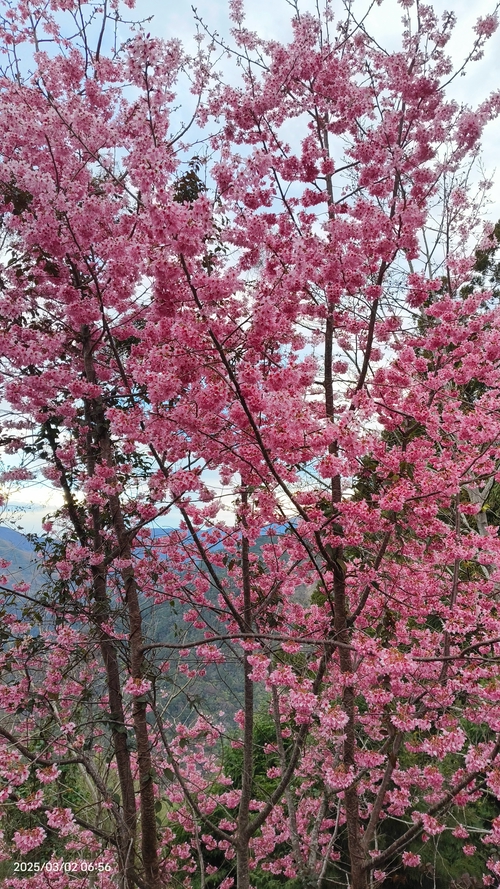 武陵櫻花