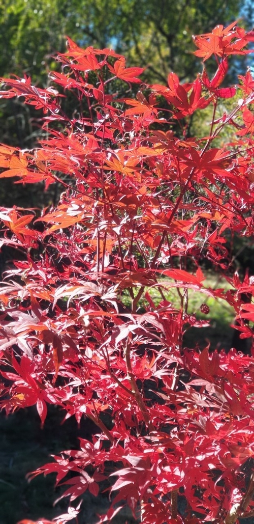 楓又紅了