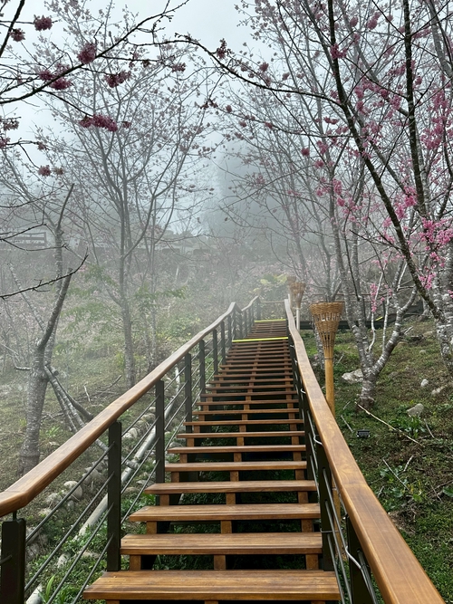 賞櫻 櫻之道 修復完工 賞櫻秘境