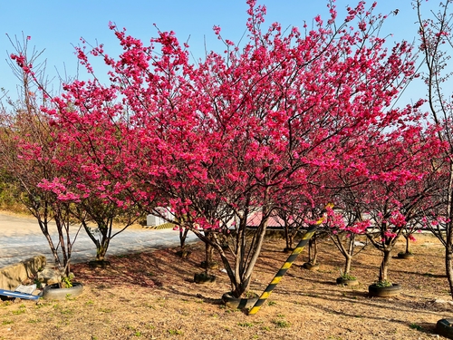 賞櫻🌸