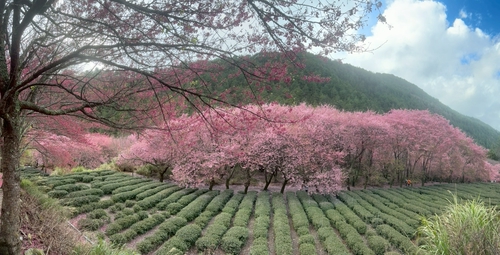漸層茶櫻
