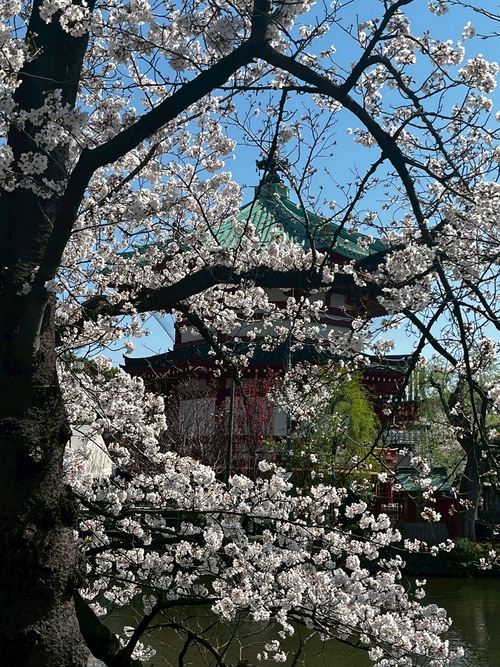 上野櫻