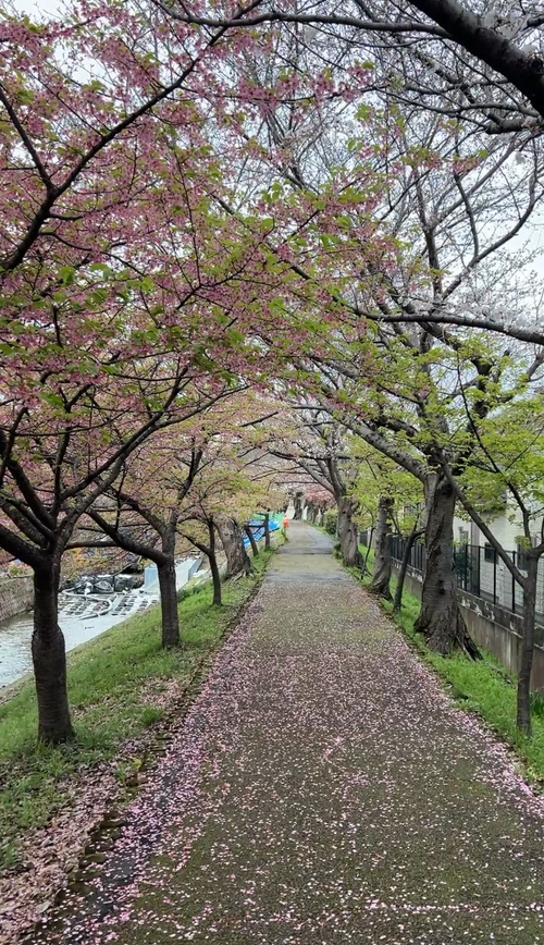 奈良市法蓮町的櫻花
