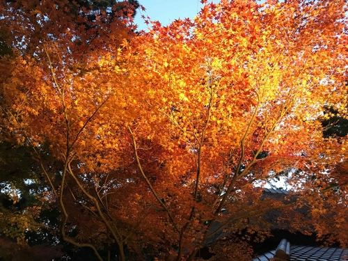 四國香川栗林公園點燈