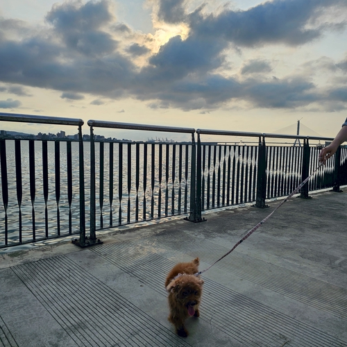 淡水走春旺旺旺