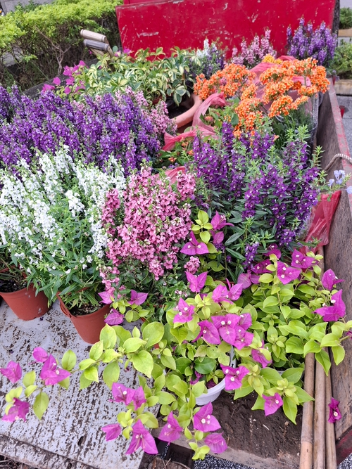🪻百花齊放🌺