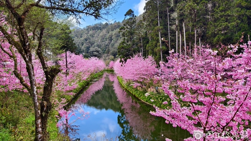 杉林溪 2024 櫻花季