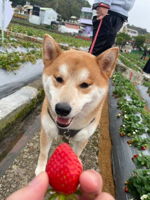 採草莓