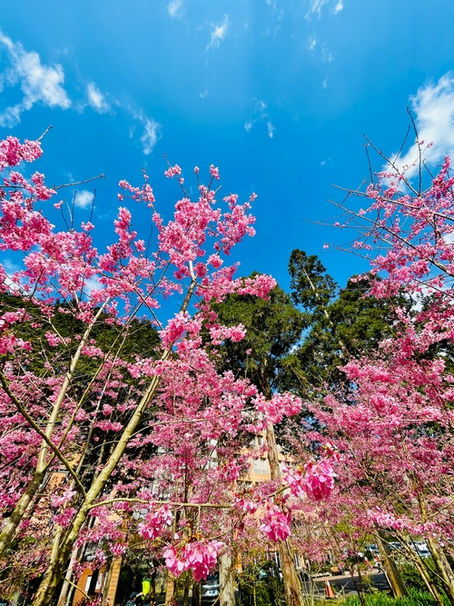 櫻花滿天