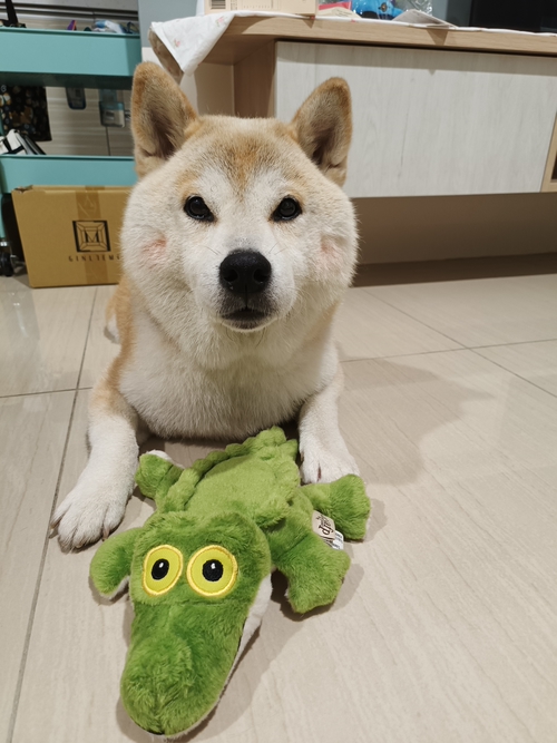 我想對哈路說！