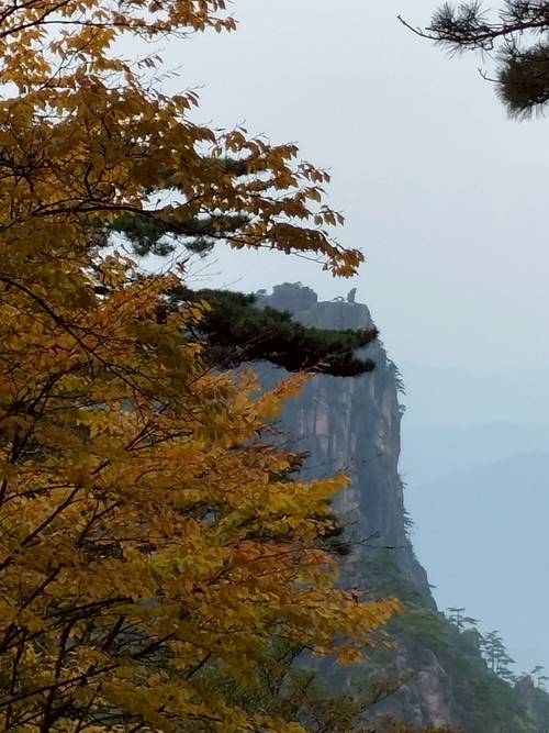 黃山最美一隅，猴子看海