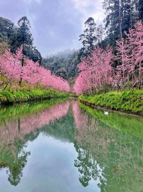 賞櫻花