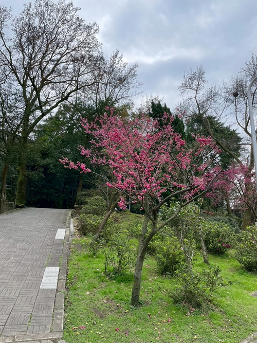 陽明山櫻花
