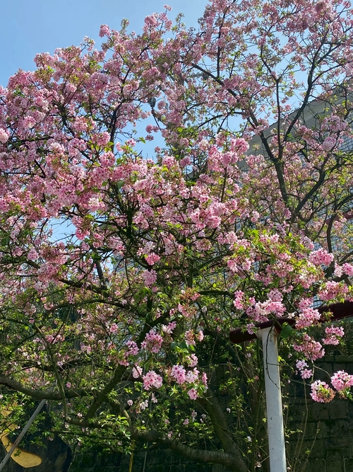 天元宮