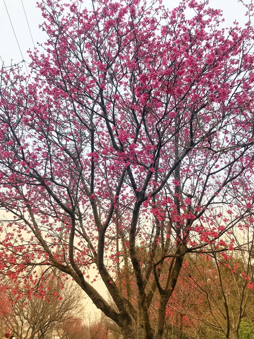 花花