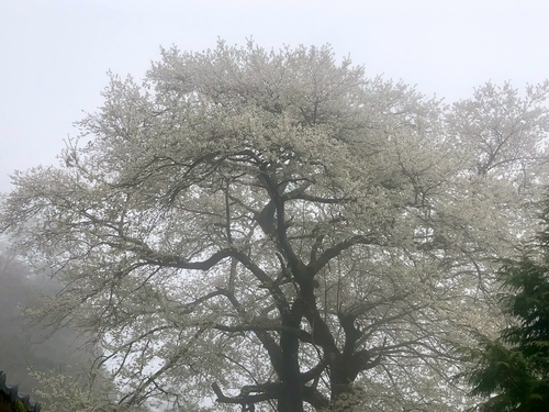 觀霧山莊 霧社櫻王