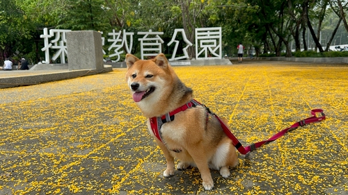 雨後