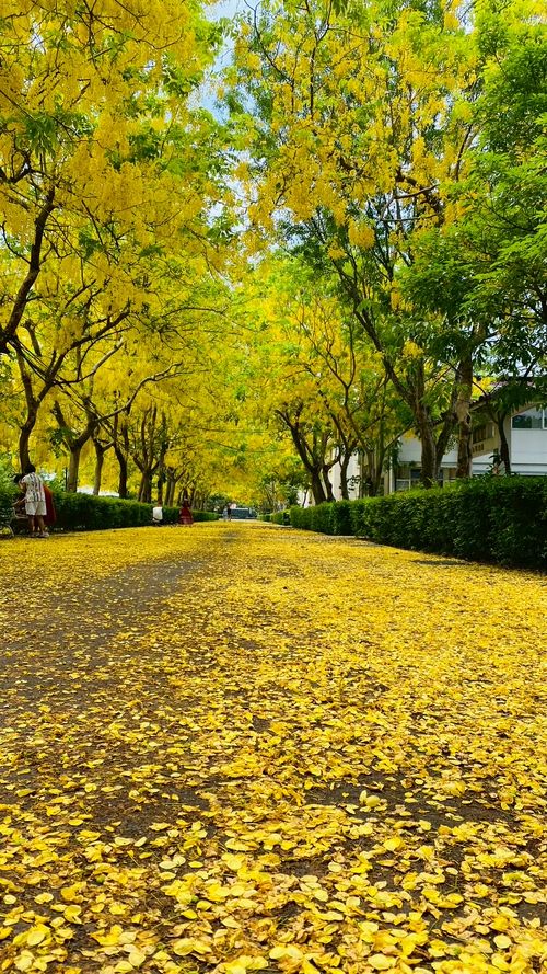滿地黃金～美呆了👍