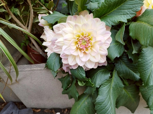 大理花