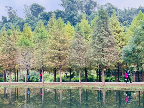 大溪月眉落羽松之美