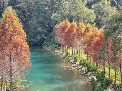 享受冬日溫暖陽光的落羽松