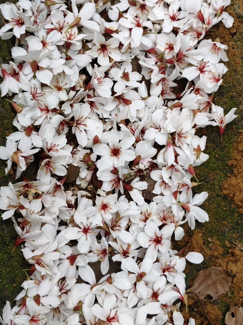 桐花