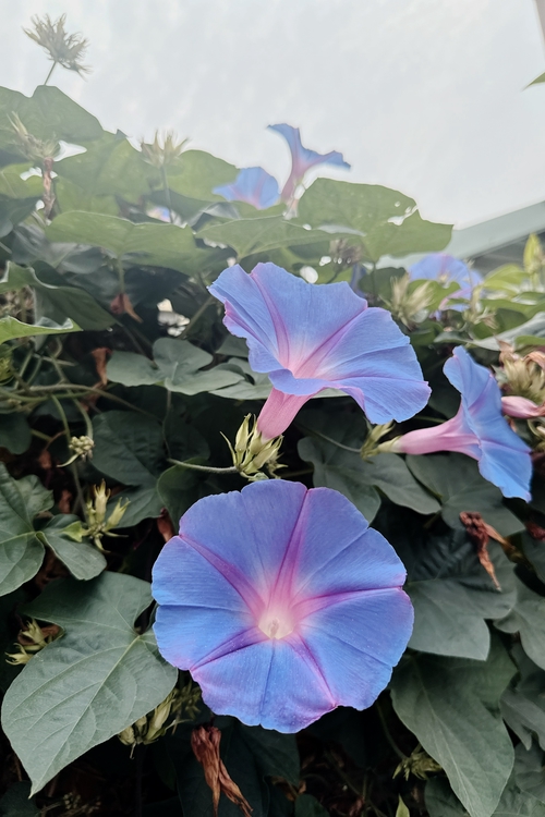 森林之歌旁，牽牛花悄悄唱著春天