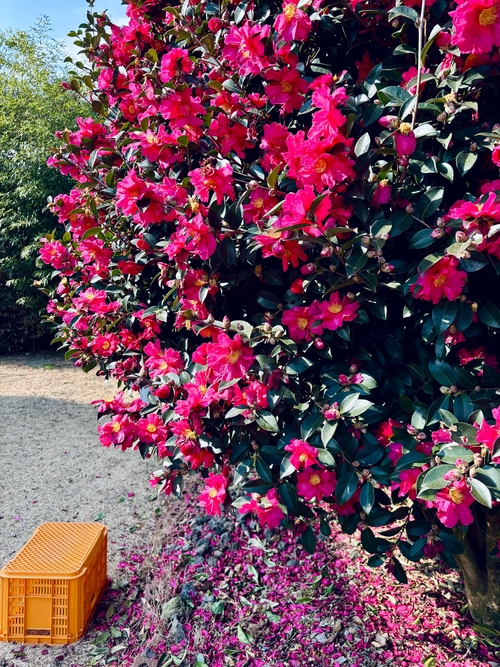 橘子園裡的山茶花